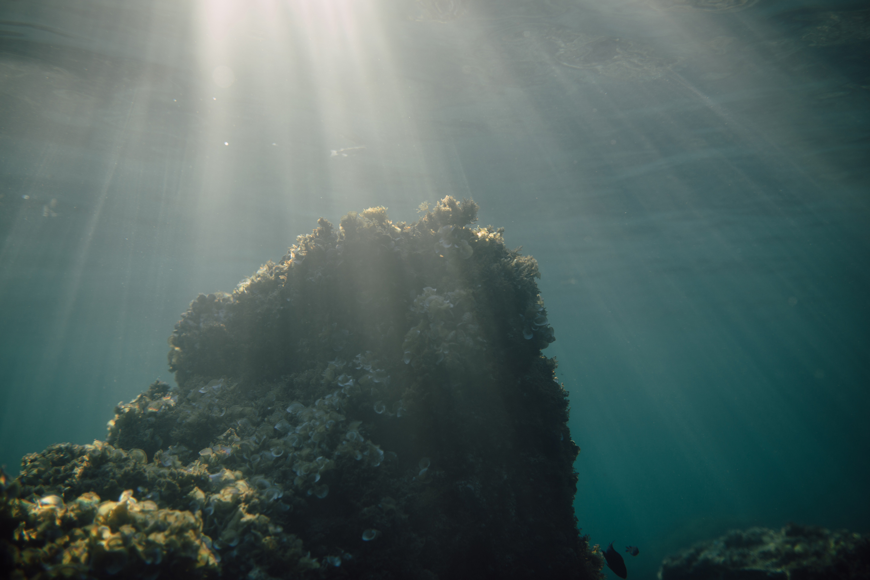 Koralrev under vand