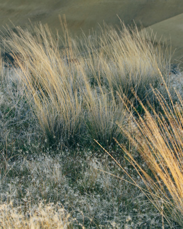 Græs, der blæser i vinden