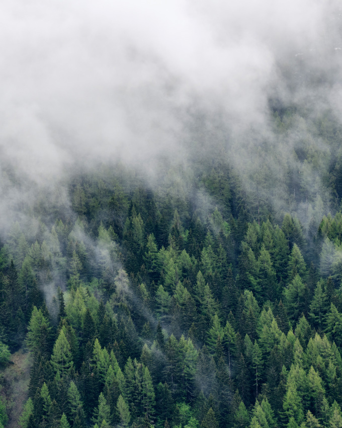 Drivende skyer over bjergskov